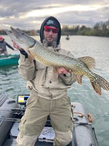 Northern Pike