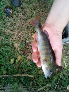 European Perch