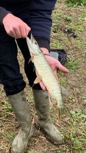 Northern Pike