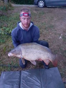 Common Carp