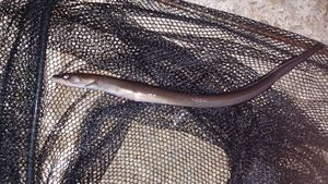Conger