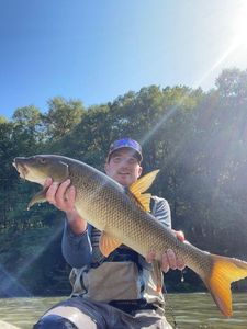 Barbel
