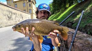 Common Carp