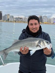 European Bass (Seabass)