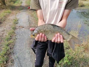 Crucian Carp
