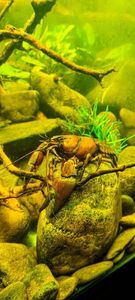 Noble Crayfish