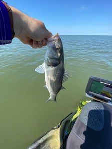 European Bass (Seabass)