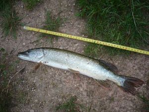 Northern Pike