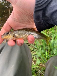 Gudgeon