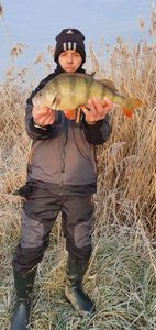 European Perch