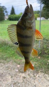 European Perch