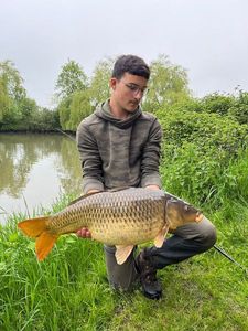 Common Carp