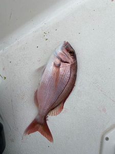 Alfonsino