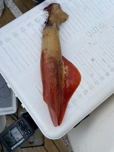 European Squid