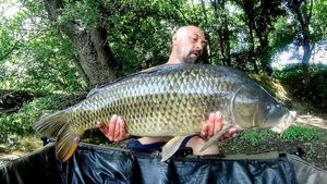 Common Carp