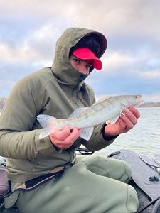 Zander