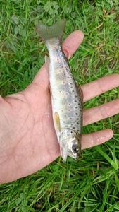 Brown Trout