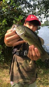 Largemouth Bass