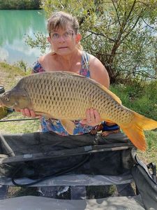 Common Carp