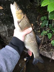 Chub