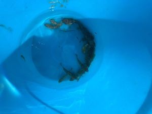 Giant Goby