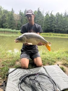 Mirror Carp