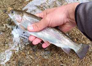 Rainbow Trout