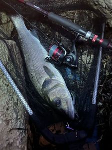 European Bass (Seabass)