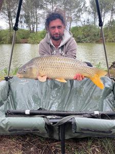 Common Carp