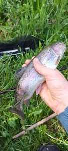 Rainbow Trout