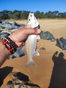 European Bass (Seabass)