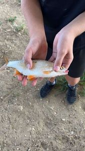Roach