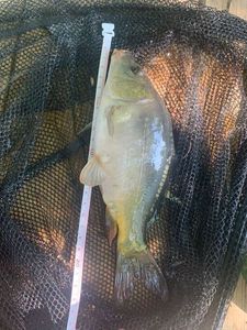 Leather Carp