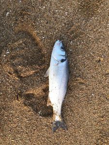 Spotted Seabass