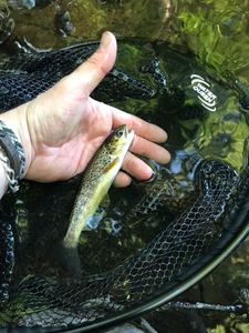 Brown Trout