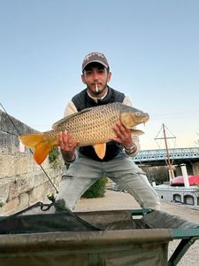 Common Carp