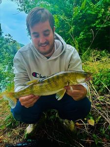 Zander