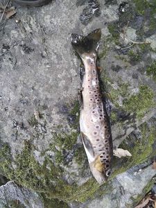 Brown Trout