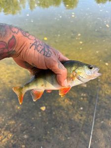 European Perch