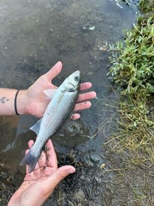 European Bass (Seabass)