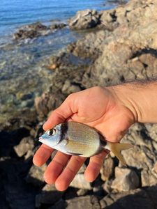 Common Two-banded Seabream
