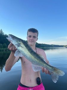 Zander