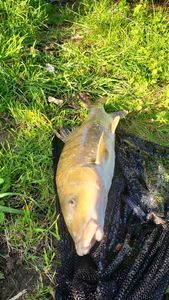Barbel