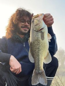 Largemouth Bass