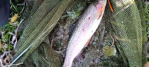 Rainbow Trout