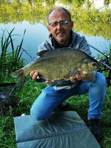 Common Bream