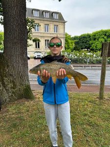 Common Carp