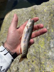 Brook Trout