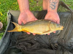 Mirror Carp