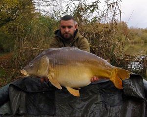 Common Carp